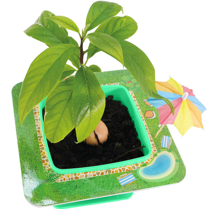 AvoSeedo 2.0 - Grow Your Own Pet Avocado Kit for Kids
