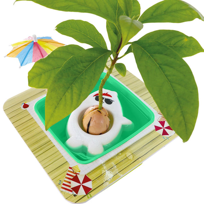 AvoSeedo 2.0 - Grow Your Own Pet Avocado Kit for Kids